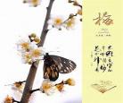 梅花十三黄本